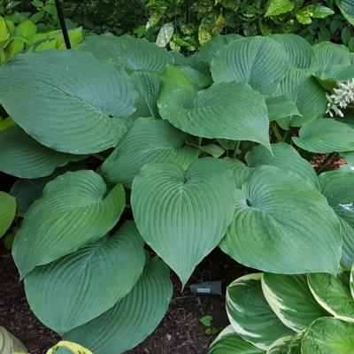 Hosta 'Space Odyssey'